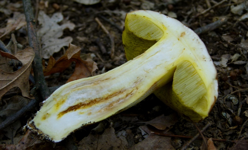 conferma per Boletus impolitus